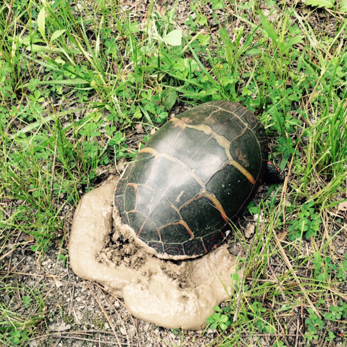 Eastern painted turtle