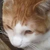 ユーザー