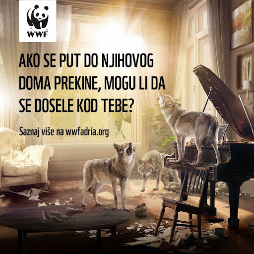 WWF Adrija: Kampanja 'Cimeri iz divljine' biće sprovedena u Srbiji i Hrvatskoj tokom januara