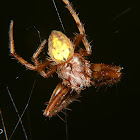 Orb weaver