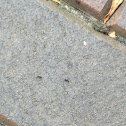 Pavement Ants