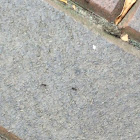 Pavement Ants