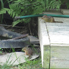 Eastern Chipmunk