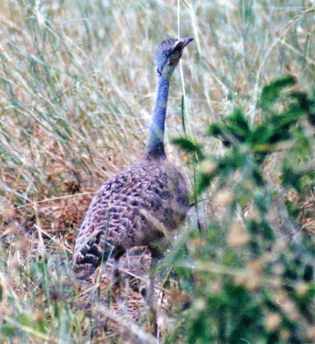 White-bellied Bustard