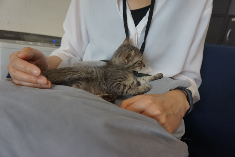 フェアレディZの猫カフェに癒されに・梅雨の晴れ間に関するカスタム事例の投稿画像4枚目