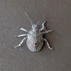 Rough Stink Bug