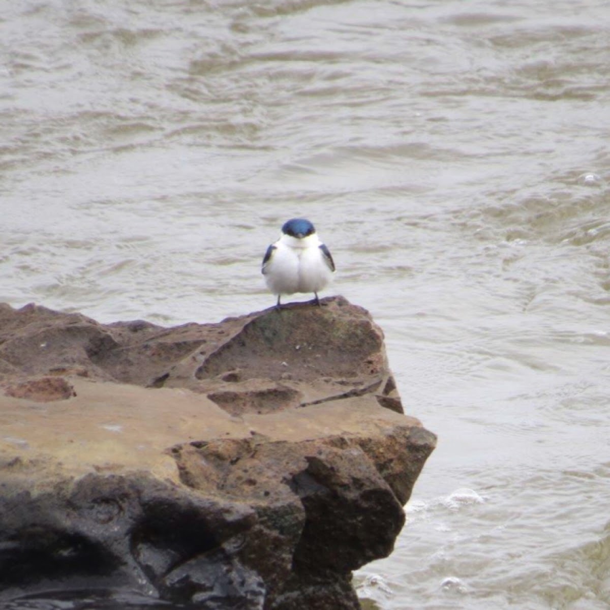 White-winged swallow