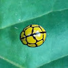 Netted Ladybird Beetle