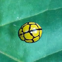 Netted Ladybird Beetle