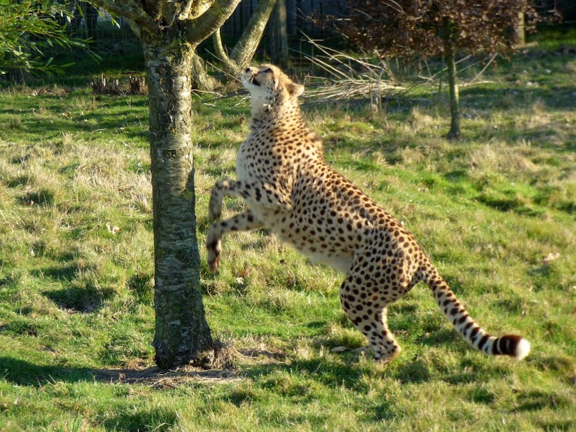 Guépard, zoo de la Boissière du Doré - Tous droits réservés (c)Hélène Simon