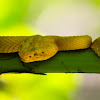 Eyelash Viper