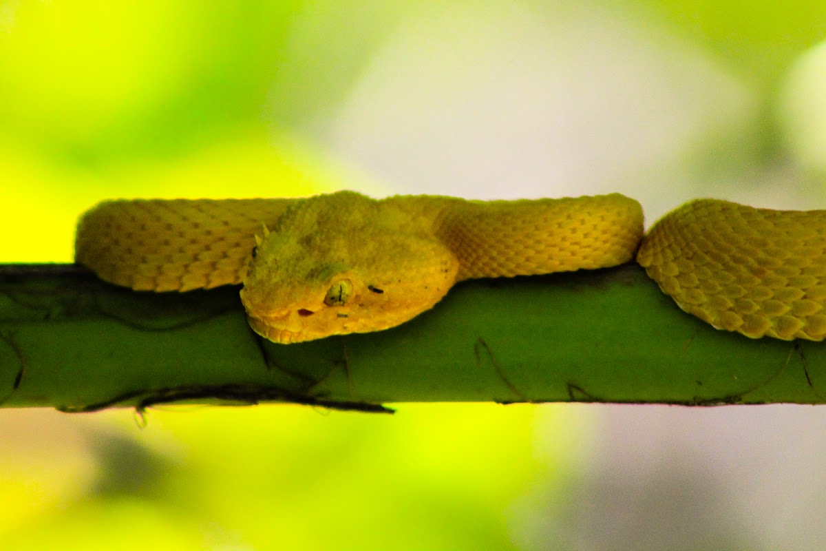 Eyelash Viper