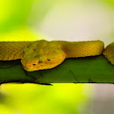 Eyelash Viper