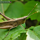 Slant-faced grasshopper