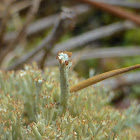 Cladonia Lichen