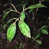 Mountain laurel