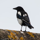 Magpie