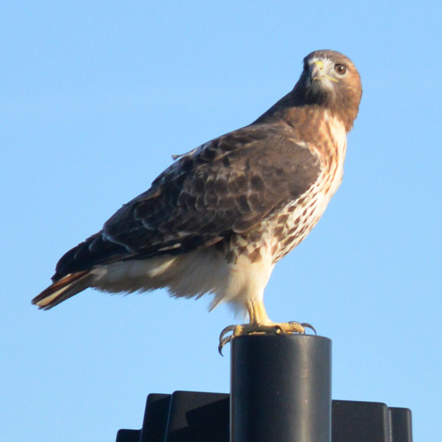 Red-tailed Hawk