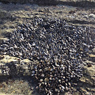 Gooseneck Barnacles