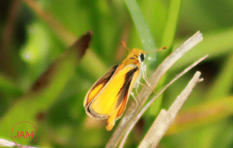 Southern Skipperling Butterfly