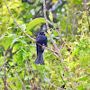 Hair-crested Drongo