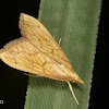 Crambid snout moth