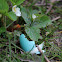 American Robin (Egg Shell)