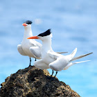 Royal Tern