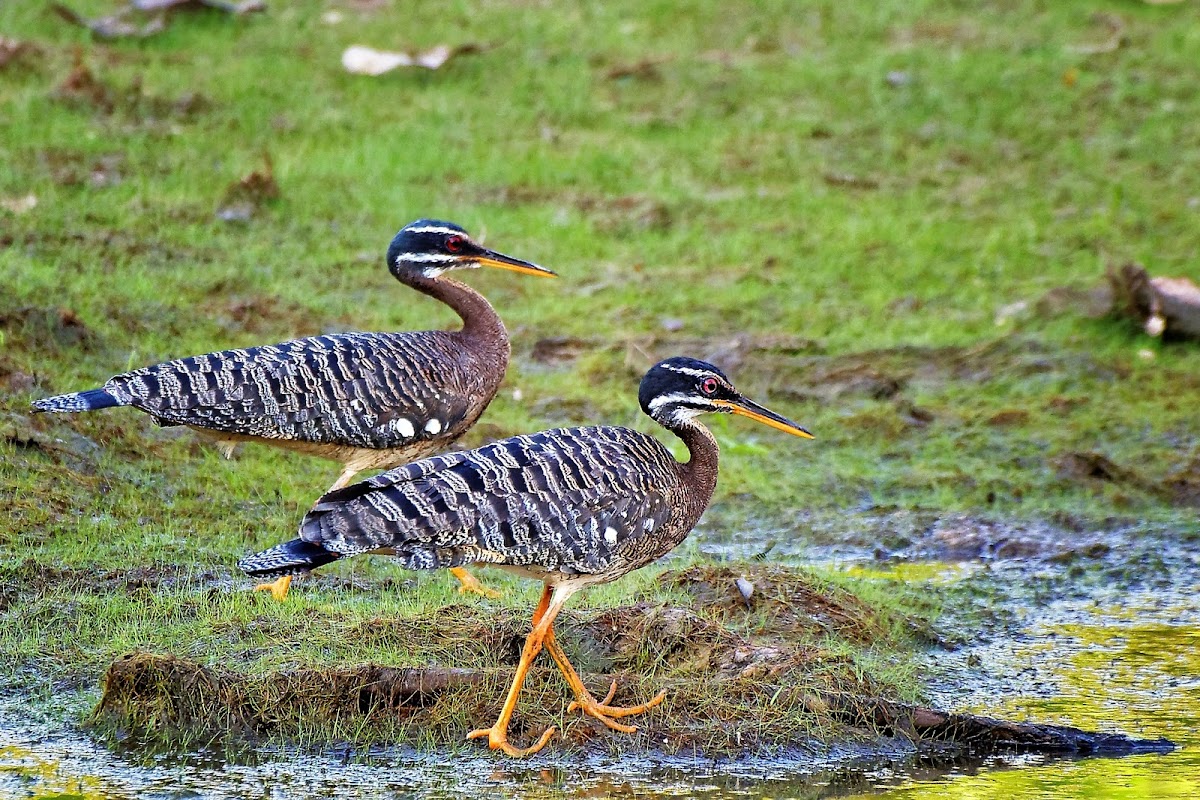 Pavãozinho-do-pará (Sunbittern)