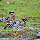 Pavãozinho-do-pará (Sunbittern)