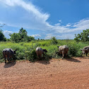 Thai (Asian) Water Buffalo