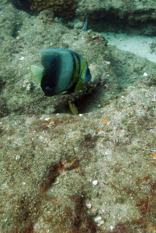 Cortez Angelfish