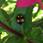 Harlequin ladybird