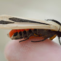 Arctiine moth
