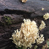 Crown Tipped Coral Fungus