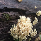 Crown Tipped Coral Fungus