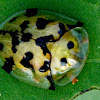 TORTOISE BEETLE