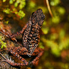 Spiny slender toad