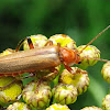 Soldier beetle