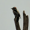 Downy woodpecker (male)