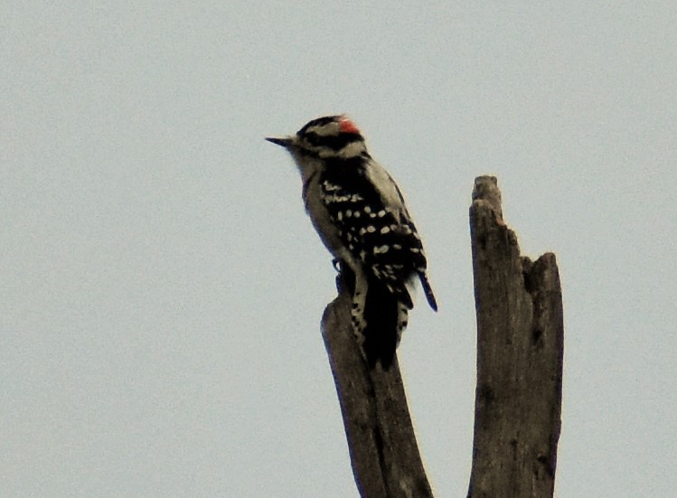 Downy woodpecker (male)