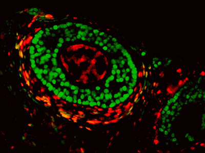 Micrograph of mouse ovarian follicle