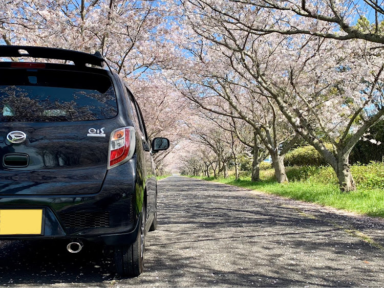 ミライースのダイハツ・ドライブ・サクラと愛車・佐賀空港桜ロードに関するカスタム事例の投稿画像5枚目