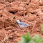 White Wagtail; Lavandera Blanca