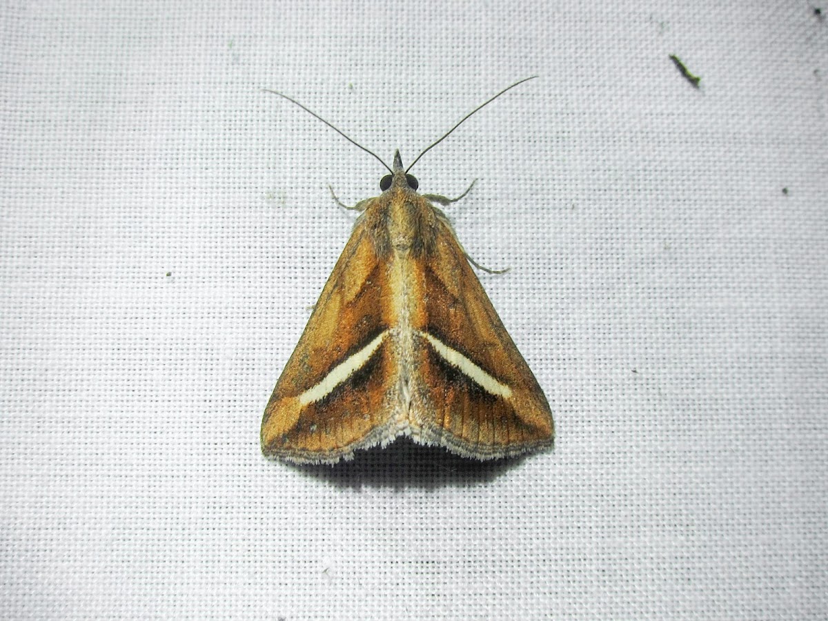 Moth