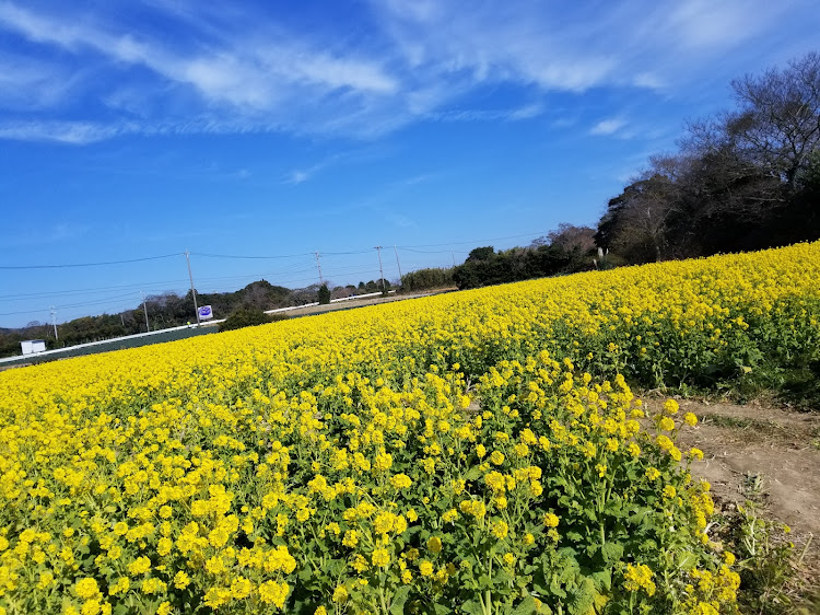 の投稿画像2枚目