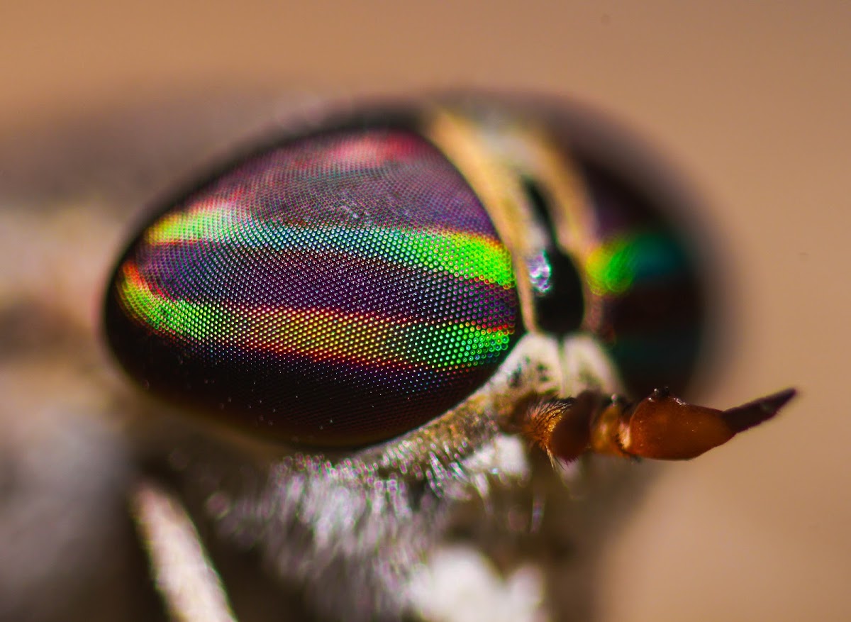 Striped Horse Fly