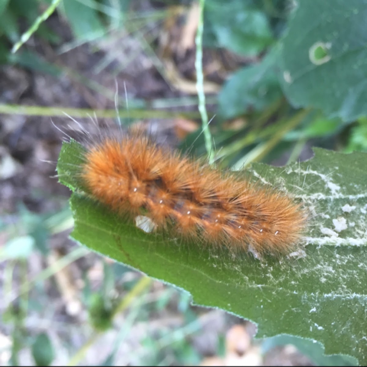 Salt Marsh Moth