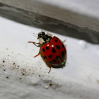 Harlequin Lady Beetle