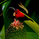 Magnificent Sunbird